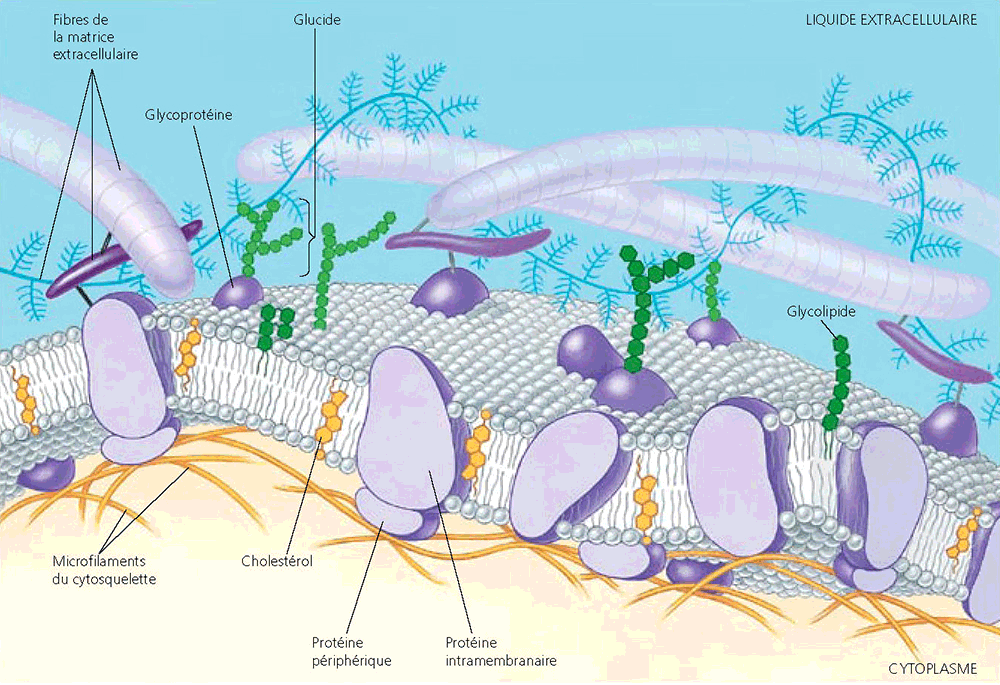 membrane cellulaire 